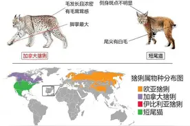 小小的猞猁凭什么成为了分布最广的猫科动物？它有何特别之处？图片