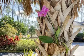 蝴蝶兰不用土才种得好，水培或挂树上都能生长开花图片