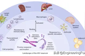 新曙光！《Science》重磅：艾滋病疫苗新突破！图片