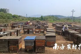 春暖花开，荔枝蜜甜图片