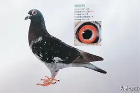 实话实说之赛鸽的哲学图片