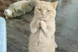 猫咖优秀员工和摆烂员工对比｜||旺财：兄弟！快起来营业上班啦图片