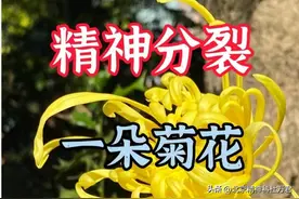 精神分裂最怕这朵“黄金花”，清肝明智，滋阴潜阳，幻觉妄想自消图片