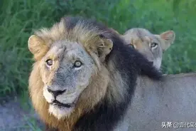 西街雄狮联盟图片