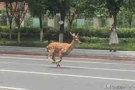 成都街头梅花鹿狂奔跳河溺水死亡！网友：难道不是吓死的吗？图片