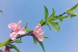 暗藏玄机的，养生馆足浴店背后有何隐情图片