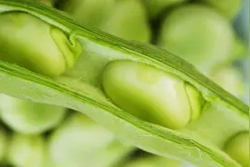 吃蚕豆的注意事项图片