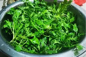 太原市中医医院：厨房里的中药材——荠菜图片