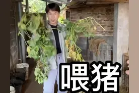 港星曹荣回农村喂猪！穿着光鲜喂猪吃绿叶，猪食冒热气险将猪烫伤图片
