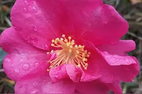 进入决赛圈的你，注意事项图片