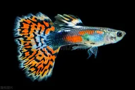 孔雀鱼系列：如何购买孔雀鱼图片