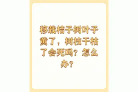 移栽桔子树叶子黄了，树枝干枯了会死吗？怎么办？图片