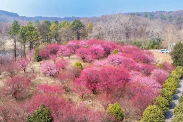 南京三大景区官宣：免费开放！