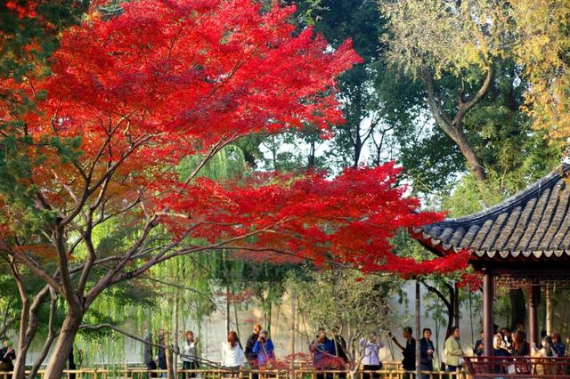 江苏苏州：拙政园“枫”景醉游人