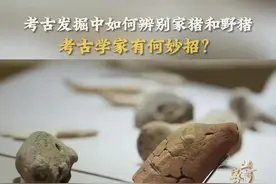 纪录片《后李》：考古学家教你辨别家猪和野猪图片