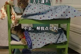 700万人在线看大学寝室勾心斗角，这个6年前的抽象游戏怎么又火了图片