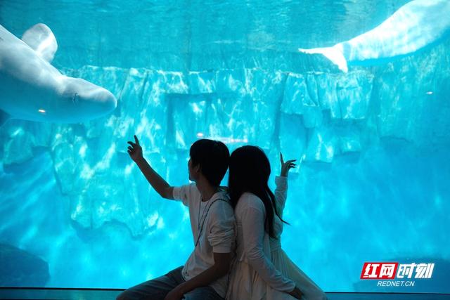 七夕浪漫升级 长沙海底世界“鲸”喜之旅见证爱情约定