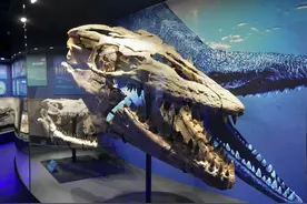 国家自然博物馆197件展品讲述“脊椎动物的崛起”，直击——图片