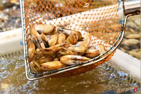 新民随笔丨春日莫负“西施舌”图片