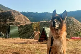 参加过抢险救灾，见过大场面，5条警犬退役，你想成为它们家人吗？图片