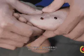 已进入活跃期！防蛇安全指南，转发收藏！图片