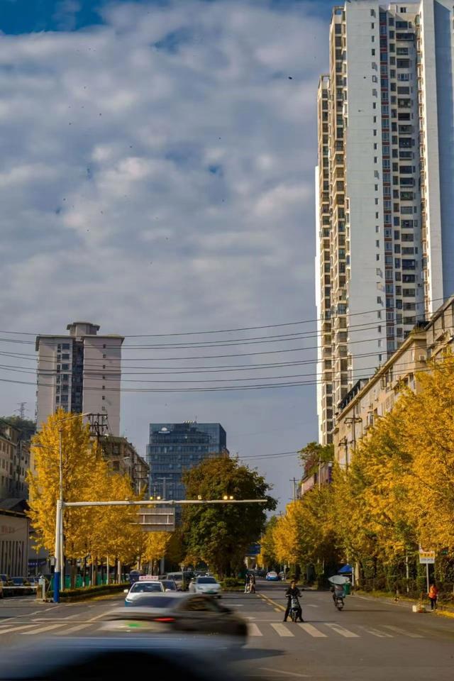 【天眼图片】仁怀冬日限定美景上线 满城银杏披“金衣”