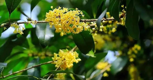 藏于鼎湖山！最老的桂花树，已美了200多年……