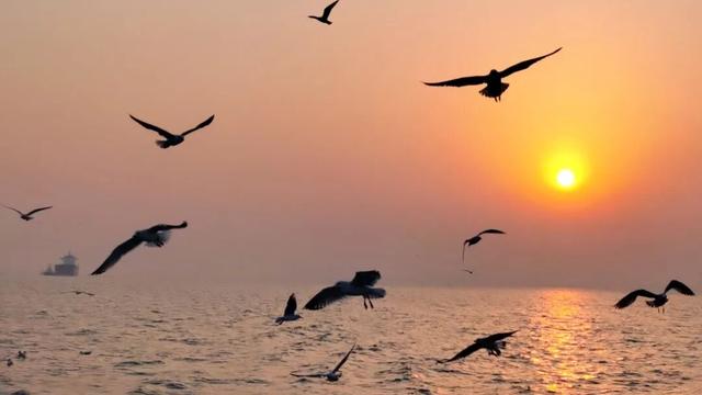 东大洋“海上穿越大桥”环游航线升级，“追鸥逐浪+海上穿越大桥”