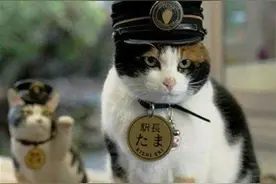 这些“乘风破浪”的猫猫好励志，有的克服晕船成为“海员”，有的变身“站长”招财揽客图片