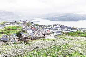 花开神州春意浓图片