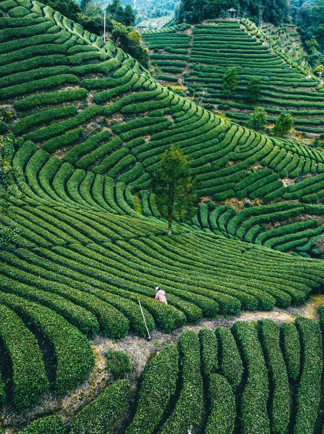 2.5h缩短至1h车程!趁高速通车来这两座宝藏小城,品品茶香和诗意……