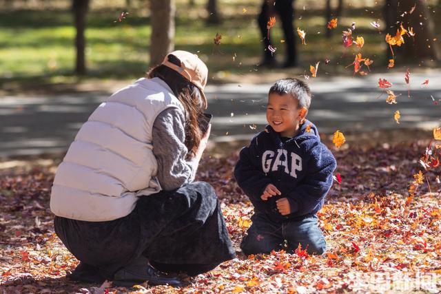 青岛深秋处处“鎏金”，美不胜收！