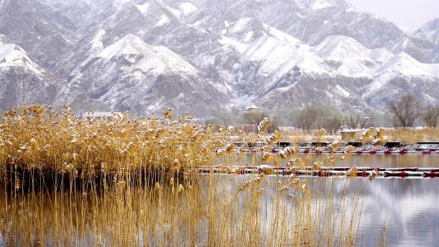 春雪润永靖 黄河岸畔美如画