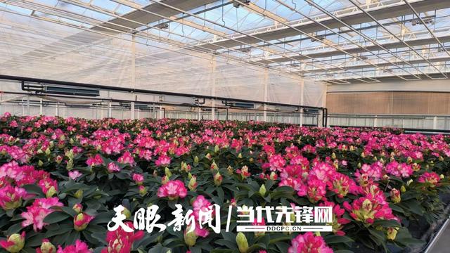 科技赋能“高山精灵”!贵州云上杜鹃让世界看见毕节花卉力量