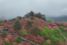 飞阅湖北麻城杜鹃花海图片