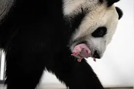 城事｜俄罗斯历史上首只大熊猫幼崽降生图片