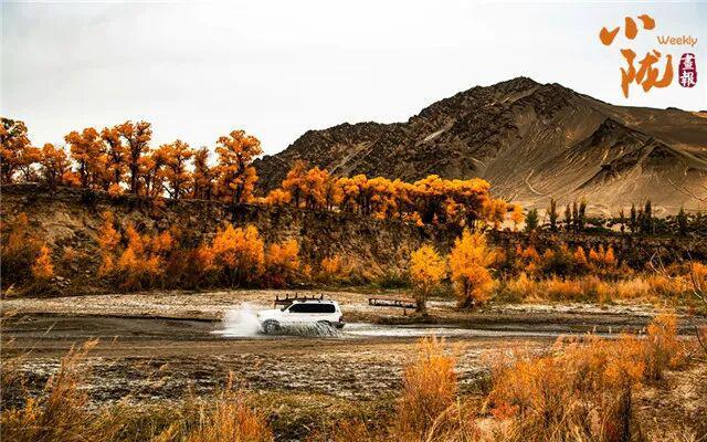 酒泉阿克塞多坝沟胡杨峡　隐藏着大西北的极致秋色