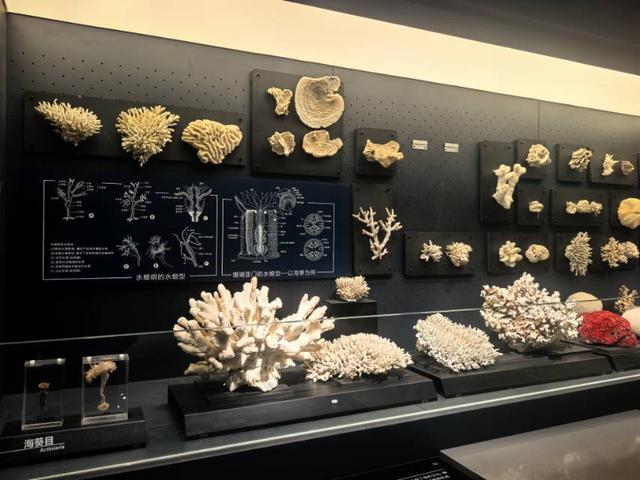 这里是青岛｜海大海洋生物博物馆免费开放，3000余标本展现海底奇幻