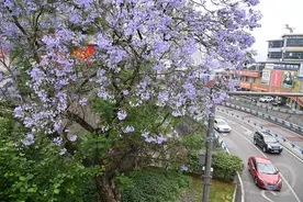 蓝花楹扮靓山城图片