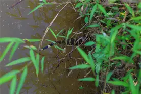 泾县：野生扬子鳄迎来孵化破壳期图片