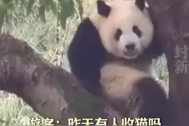重庆动物园大熊猫"莽小五"，待树上一夜引市民围观，饲养员拿盆盆奶成功"收猫"图片