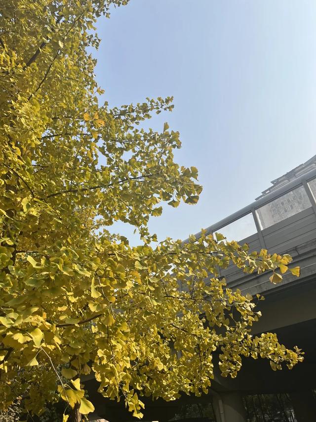 落叶缓扫点位公布！碑林这几片“落叶地毯”等你来打卡