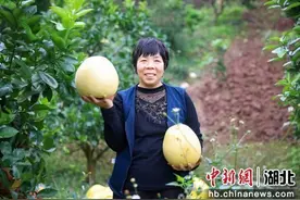 湖北咸丰：朝阳蜜柚成乡村“朝阳产业”图片
