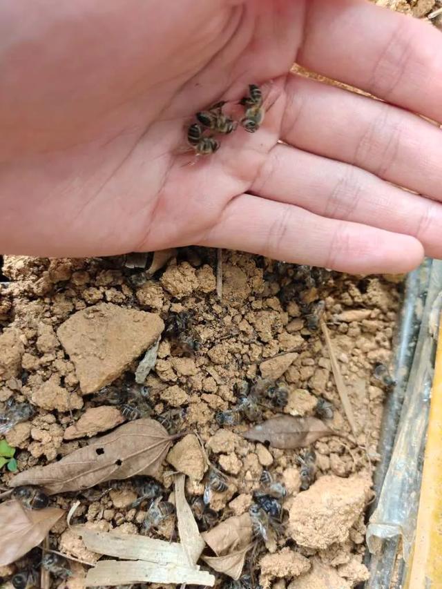 伤亡惨重!浙江两派蜜蜂打群架,民警直接上门劝架