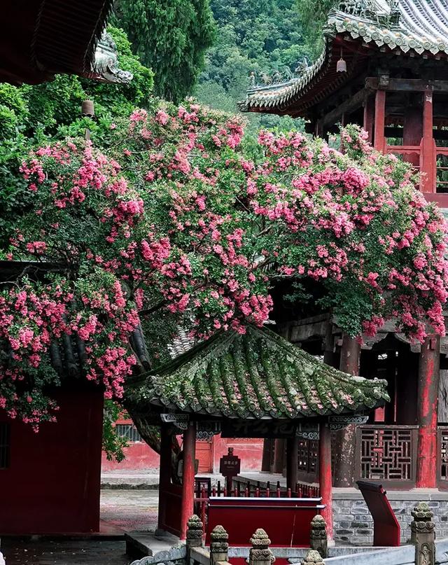乐游绵阳 清凉一夏 ‖ 立秋已过，平武多了几分“姿色”！云海、花海、森林与田园的诗意交响~