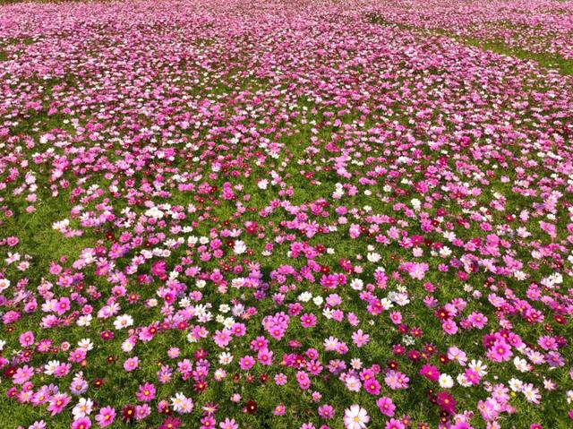 大寒游清城：红杉、花海、甜果，品尽冬日三味