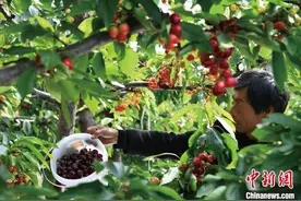 （乡村行·看振兴）山西新绛：大棚樱桃抢“鲜”上市 “甜蜜产业”助农增收图片