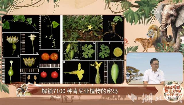 武汉专家参与东非草原年度动物迁徙“大片”