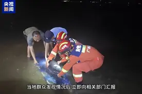 多部门紧急救助 搁浅的海豚🐬“回家”了图片