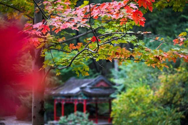 北京香山红叶10月下旬逐步进入最佳观赏期